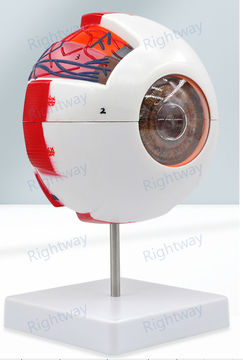 Anatomical Eye Model Eyeball Medical Learning And Teaching Instrument Cornea Eyeball Human Eye Mode Optic Nerve For Eye Teaching