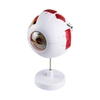 New High Quality Biology 6 Times Human Eyeball Model Giant Eye Model Human Eye Anatomy for Science Teaching Medical Model