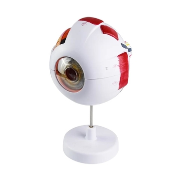 New High Quality Biology 6 Times Human Eyeball Model Giant Eye Model Human Eye Anatomy for Science Teaching Medical Model