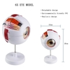 New High Quality Biology 6 Times Human Eyeball Model Giant Eye Model Human Eye Anatomy for Science Teaching Medical Model