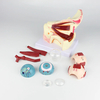 Eye Model Anatomical Eye Model Eyeball And Eyelid Model Removable Eye And Optic Nerve For Eye Special Teaching