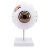 Anatomical Eyeball Model Medical Learning Aid Teaching Instrument Medical Science Teaching Resources