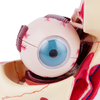 High Quality Biology 3 Times Human Eye Model Giant Anatomy for Science Teaching Medical