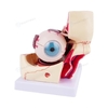 New Biology 3 Times Human Eye Enlargement Model Giant Anatomy Eyeball Orbital 10parts Anatomical for Science Teaching