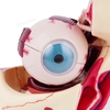 New Biology 3 Times Human Eye Enlargement Model Giant Anatomy Eyeball Orbital 10parts Anatomical for Science Teaching