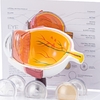 High Quality Human Eye Model Human Eye Demonstration Teaching Prop Cataract Anatomy Medical Teaching Model