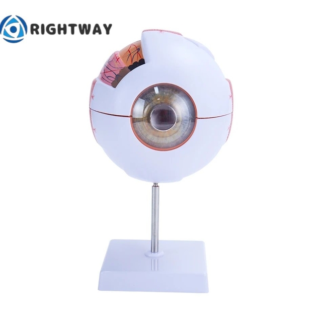 Low Price Anatomical Eye Model Medical Learning and Teaching Instrument Medical Science Teaching Resources Eyelid 6 Times